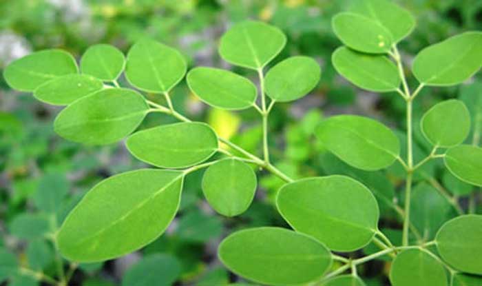 Moringa, la "fuente de la hormona de la juventud en la naturaleza''